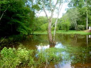 Because all blogs posts are better with pictures, I've included this photo taken on the Neuse River Trail in Raleigh on July 4th this year.