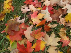 Fall leaves at RU, October 2009