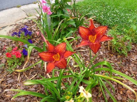 Some of my husband's gorgeous landscaping.  He's so talented!