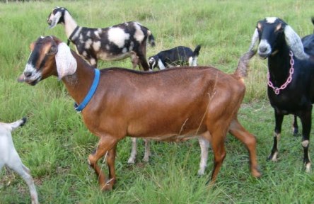 nubian goats