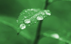 dew drop