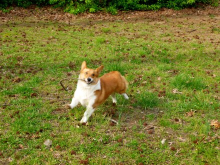 One of the absolute greatest pleasures of my life: our Welsh corgi named Chacuer