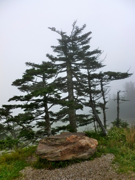 Misty morning at Mt. Mitchell