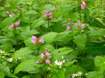 Wildflowers at Mt. Mitchell, highest point in NC & on all of the East Coast