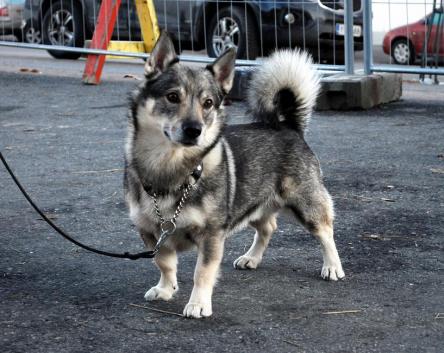 swedish vallhund